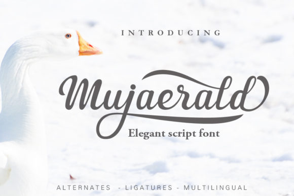 Using Mujaerald: A Designer’s Journey with a Script Font
